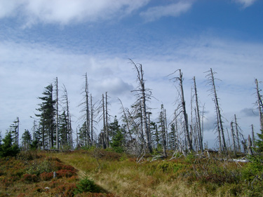 Waldsterben ist auch im Riesengebirge kein Fremdwort