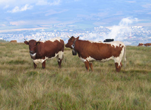 Kühe am Velka Luka - Im Hintergrund ist die Stadt Sankt Martin in der Turz zu sehen