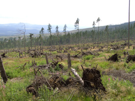 Die durch den Orkan 2004 verursachten Waldschäden in der Hohen Tatra betragen rund 40%