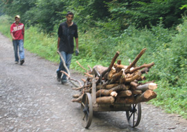  Roma transportieren Brennholz