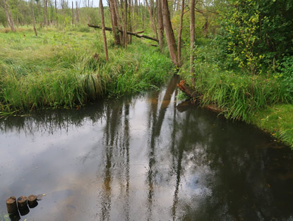 Sumpfgebiet vor Biesenthal