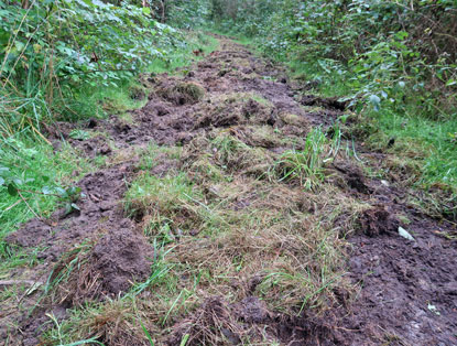 Wildschweine haben den Weg durchw�hlt