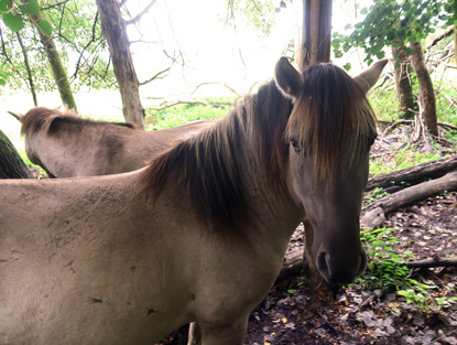 Pferde Naturschutzgebiet Lange-Wiesen-Damm