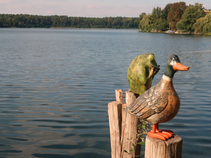 Erpel beobachtet den Straussee