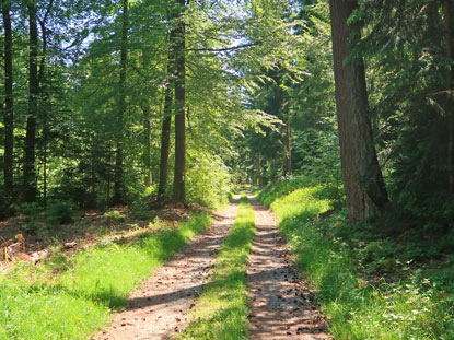 Alemannenweg Wanderung auf der 6. Etappe meistens durch Wald