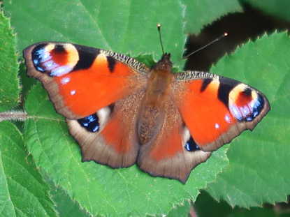 Alemannenweg: Ein Pfauenauge-Schmetterling sonnt sich am Wegesrand