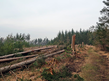 Im Winter 2022 hatten Orkane auf den Höhenwege zahlreiche Bäume entwurzelt