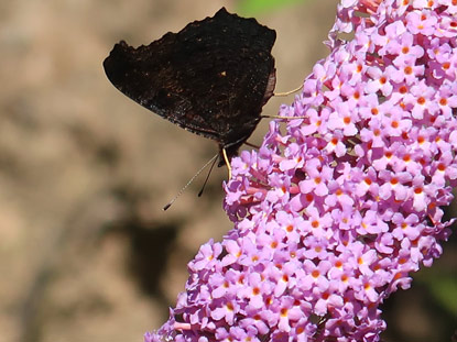 Schmetterling nascht am Nektar einer Blume 