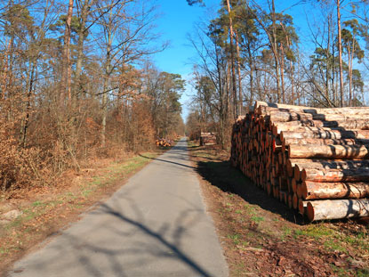 Pumpwerkweg durch den Schwetzinger Hardt ist ein asphaltierter Waldweg, der von Bikern gerne benutzt wird