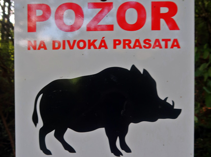Wildschweinen-Warnung an der Moldau