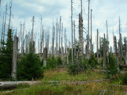 Abgestorbene Bume in der Kernzone des Naturschutzgebietes im Bhmerwald