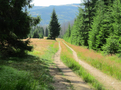 Wanderweg durch den Bhmerwald nahe der Wegkreuzng Gsenget