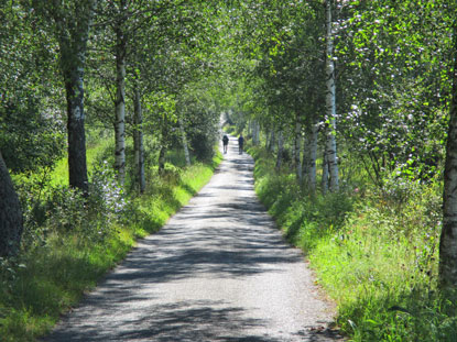Birkenalle im Naturschutzgebiet am Moor Splavsk raelintě bei 