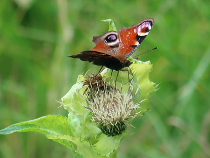 Am Wegesrand, eine Mariendistel mit Schmetterling