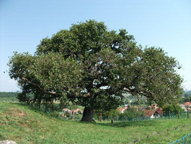 1,2 km außerhalb von Romhány ist der 300 Jahre alte Törökmogyorófa (Rákóczi-Baum)