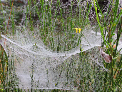 Tau auf den Spinnennetzen