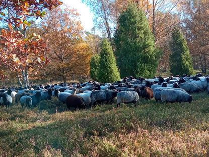 Herde von 500 Schafen in der Wehlenere Heide