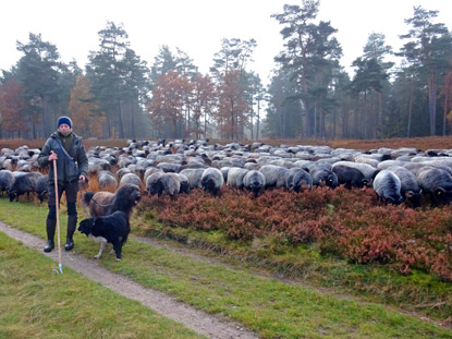 Schafherde mit rund 500 Schafe unterwegs im Radebachtal