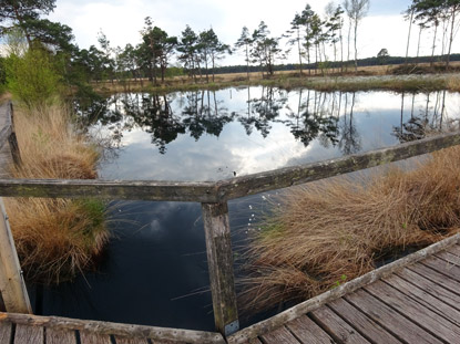 Blick vom Bohlensteg auf einen Teich im Pietzmoor