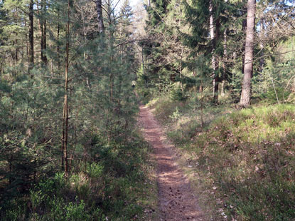 Heidschnuckenweg ist im Luhegrund teilweise ein kleiner Pfad durch einen Kiefernwald