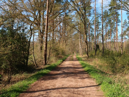 Heidschnuckenweg auf einem breiten Forstweg durch den Luhegrund