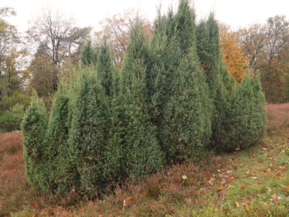 Wachholderheide am Hermannsweg