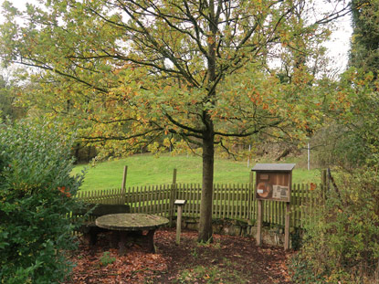 Von Carl Carstens geplanzete Eiche in Clever