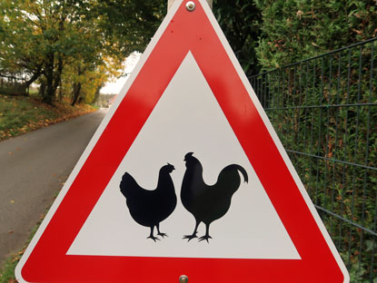 Noller Schlucht - H�hnerpaare haben Vorfahrt