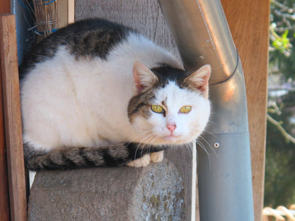 Eine Katze hält am Milchautomaten "Flotte Lotte" wacht, damit Wanderer auch nicht das Bezahlen vergessen.  