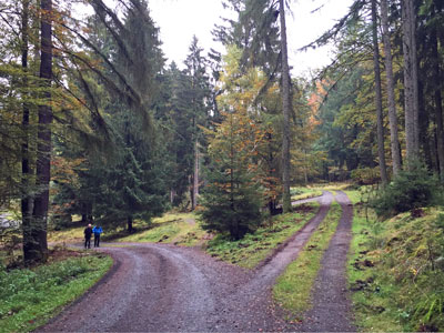 Auch auf dieser Etappe nach Bad Laasphe überwiegen  breite Forstwege. Aussichtspunkte sind keine.