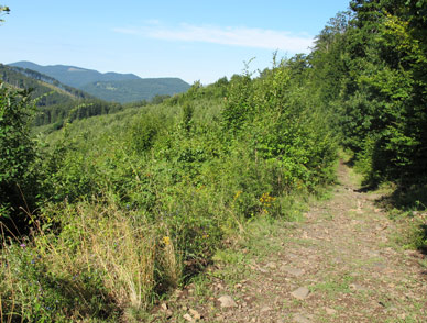 Zwischen dem Ort Mátraszentistván  und der Touristenherberge Ágasvári   wandert man auf einem Panoramaweg