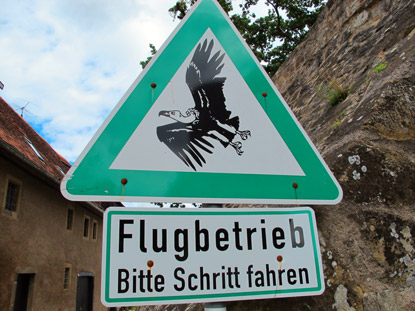 Auf  der Burg Guttenberg erfolgen täglich Flugvorführungen durch die Deutsche Greifenwarte