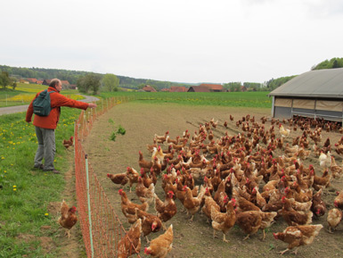  Hühnerhof in Monbrunn: Felix verwöhnt freilaufende Hühner mit Gras 