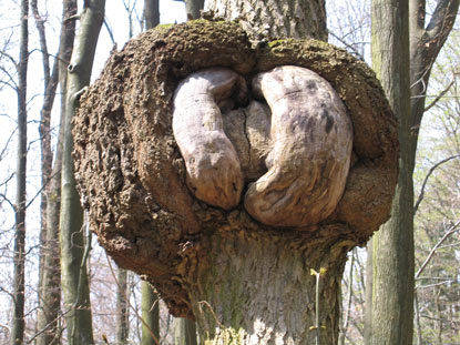 Odenwald-Wanderung. Auch Bäume können vom Krebs befallen werden.