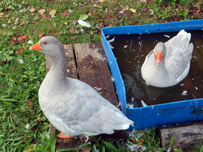 Freilandmuseum Gottrsadorf: ein Gnsepaar