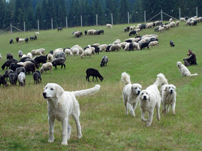 Zips: Auf der "Panstwisko Wapienne" (Weide),  Angriff von 5 ungarischen Hirtenhunden