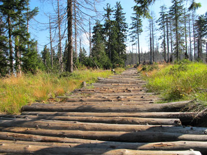 ber diese Holzstmme verluft der Wanderweg Berg Barania Gra (Widderberg)