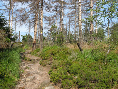 Das Waldsterben auf dem Höhenweg zu den  Błędne Skały (Wilde Löcher)