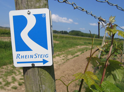 Der Rheinsteig verläuft im Rheingau vorbei an Weinkulturen
