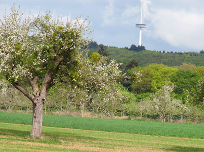Rheinburgernweg: Der 260 m hohe Fernmeldeturm "Kühkopf" steht bereits im Stadtwald von Koblenz.