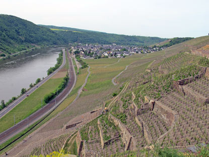 Anschließend verläuft der Rheinburgenweg oberhalb der Weinterrassen. Im Hintergrund ist Winningen zu erkennen.