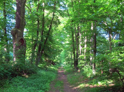 Wanderung: Naturdenkmal Baumallee führt führt direkt zur Marienkapelle auf dem Karmelenberg