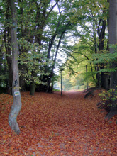 Der Römergraben bei Rengsdorf diente im Mittelalter der Grenzmarkierung und Abwehr von Feinden
