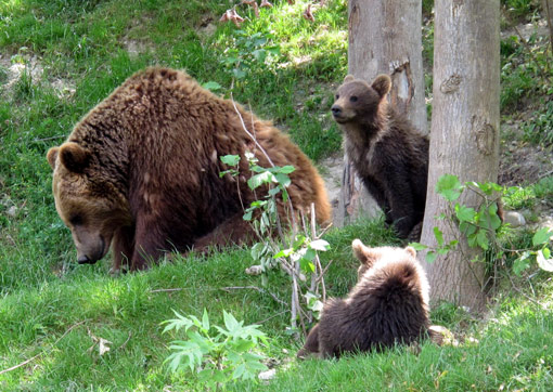 Bärenmutter mit ihren nur wenige Monate alten Kindern