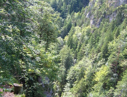 Unser Rückweg nach Veľké Borové führte uns durch die Klamm Kvačianska dolina.