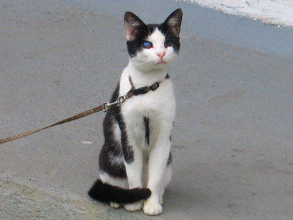 In Dolný Kubín (Unterkubin) bewacht eine Katze das Anwesen.