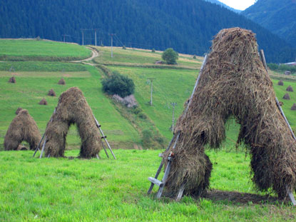 In der Mittelslowakei in der Region Orava (deutsch Arwa) wird das Gras auf Stangen getrocknet.