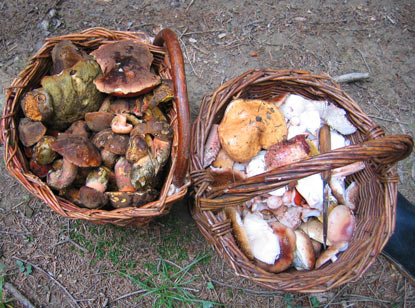 Im August werden in der Slowakei nicht nur Heidelbeeren gesammelt, auch treffen wir in den Wldern viele Pilzsucher.