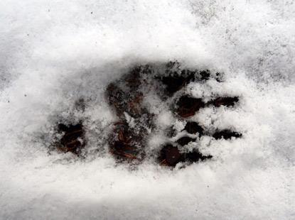 Spuren im Schnee von einem Fuchs oder Hund
