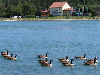 Kanadagäse unterwegs auf dem Rhein vor dem ehemaligen Neuburger Zollhaus